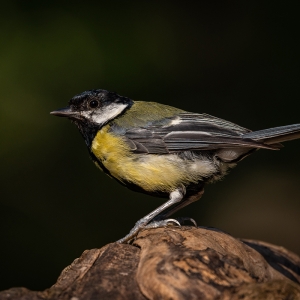 Redwell   20 06 2020   D800   Les 2.jpg